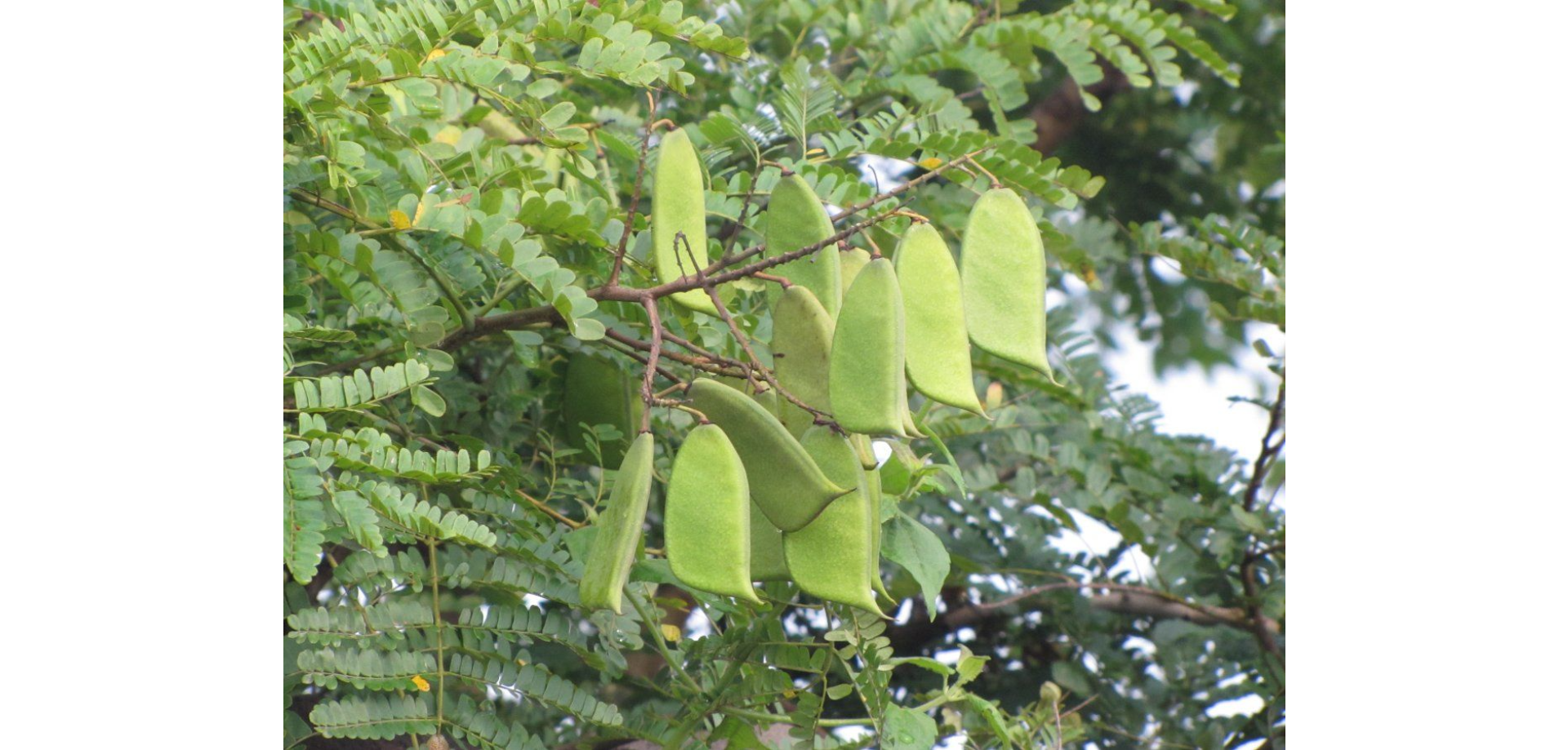 Tô mộc